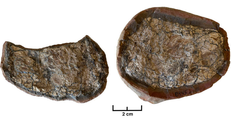 The coprolite sample used in the study.