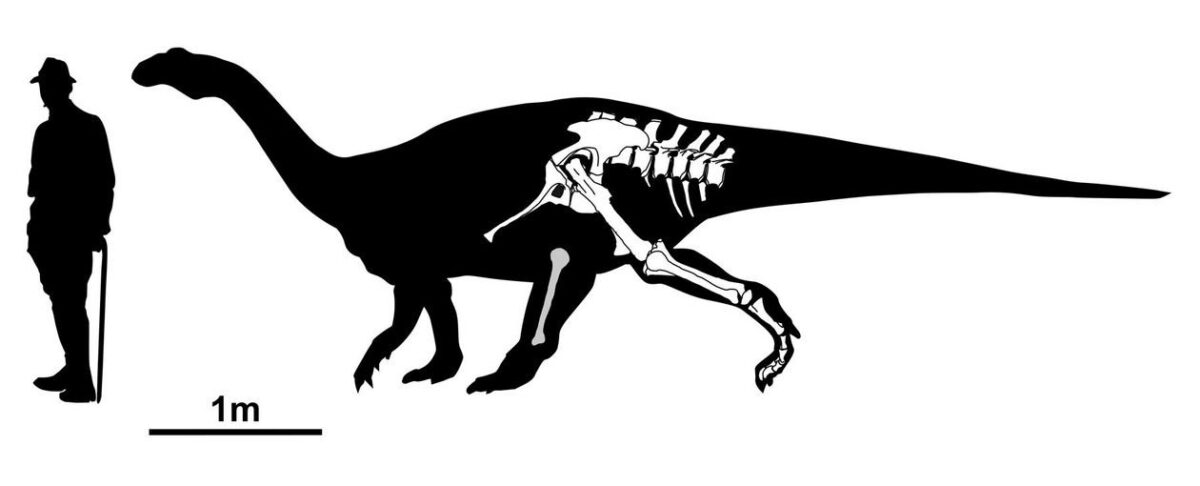 Depiction of the bones with a silhouette. The attribution of the bone marked in grey (fibula) is uncertain.