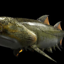 Ancient ‘sharks’ appeared much earlier than previously thought