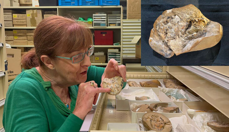 Professor Kate Trinajstic inspects the ancient fossils at the Western Australian Museum. Inset: The Gogo fish fossil where the 380-million-year-old, 3D preserved heart was discovered by researchers.