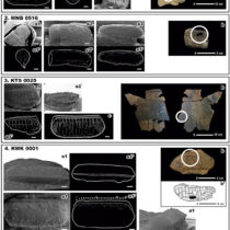 East-west Japanese cockroach species established over 5000 years ago