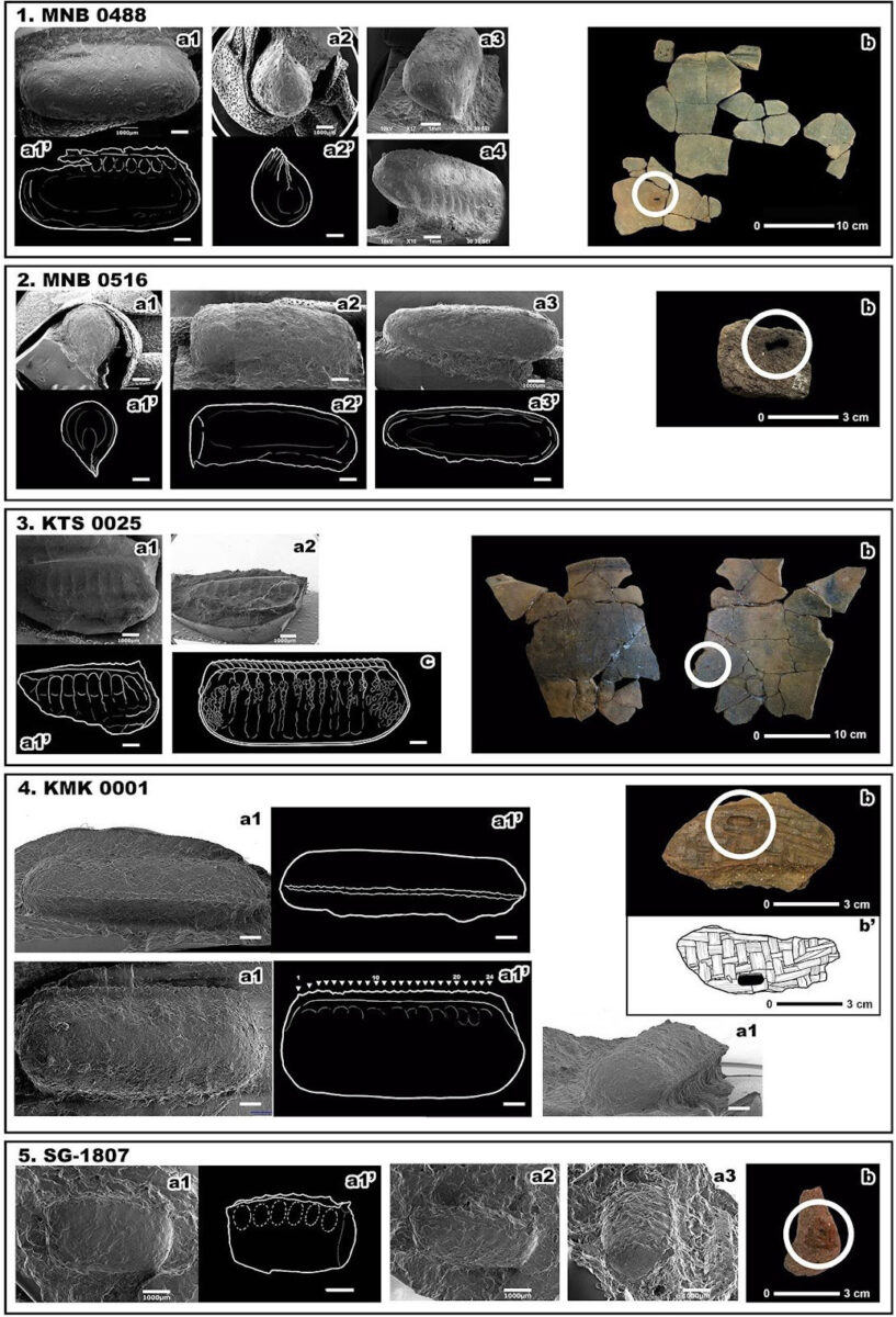 Scanning electron microscope (SEM) images and illustrations of cast cockroach egg case impressions from Japanese archaeological sites. a: SEM images, a’: illustrations of SEM images, b: locations of impressions, c: illustration of the inner part of the modern smokybrown cockroach (Periplanata fuliginosa) egg casing. White bars without numbers indicate 1 mm. [Reprinted from Journal of Archaeological Science: Reports, Vol. 45, Hiroki Obata, Takashi Sano, Katsuhiko Nishizono, The Jomon people cohabitated with cockroaches – The prehistoric pottery impressions reveal the existence of sanitary pests, (2022), with permission from Elsevier.]