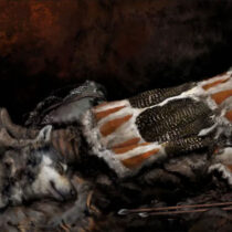 A Stone Age child buried with bird feathers, plant fibers and fur