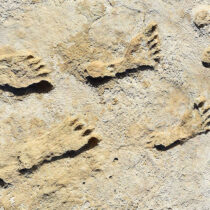 New research about footprints of Ice Age humans in North America