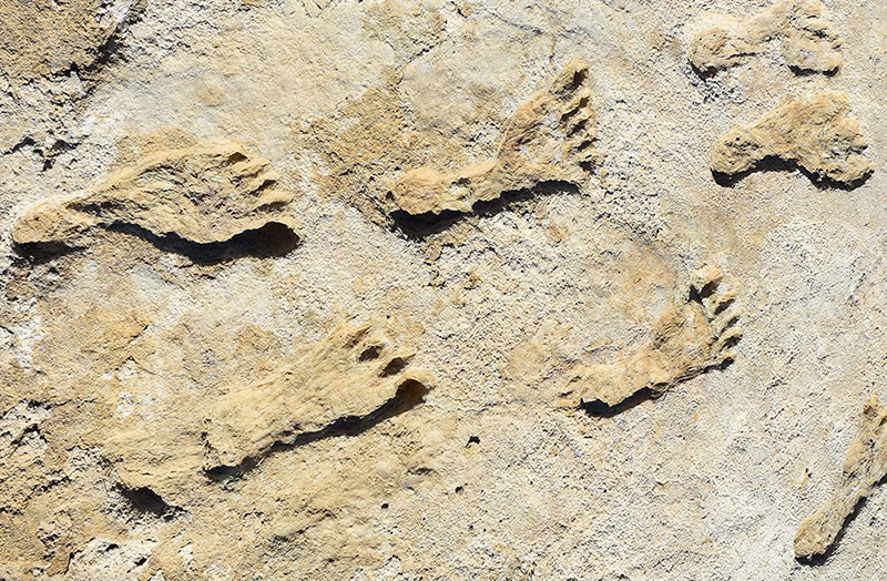 Closeup photograph of excavated human trackways from the shores of an ice age lake that once filled the Tularosa Basin in south-central New Mexico, in what is now White Sands National Park.
Credit: Jeff Pigati & Kathleen Springer, USGS.