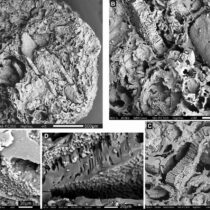 Palaeolithic carbonised plant food remains from Franchthi and Shanidar