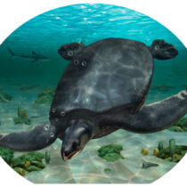 Fossil of giant ancient marine turtle found in Spain