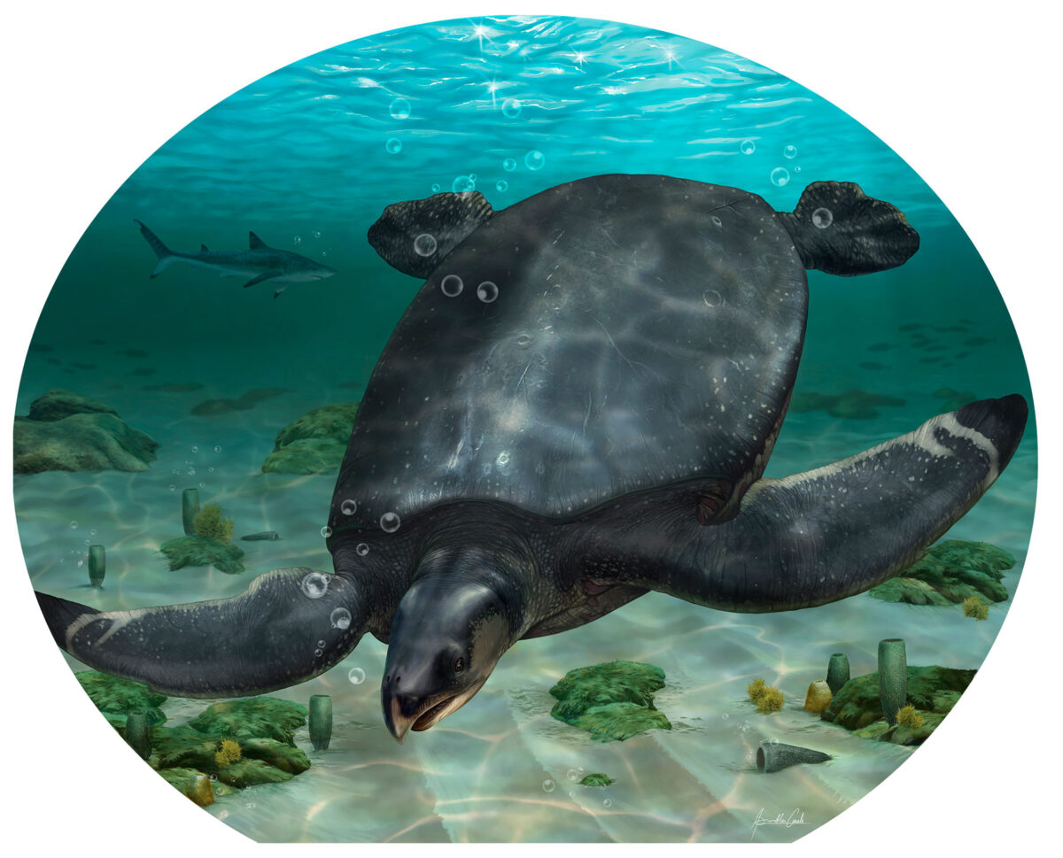 Visual representation of the Leviathanochelys aenigmatica. Source: ICRA Arts