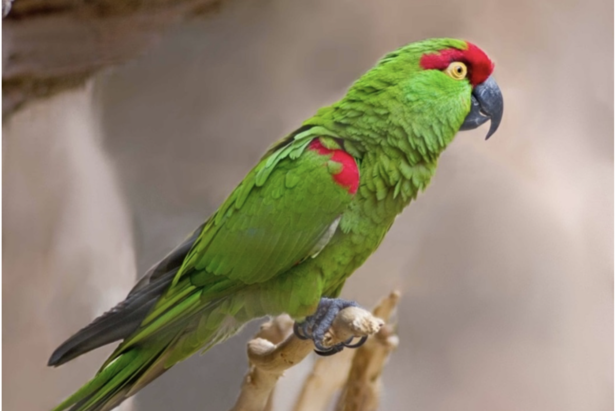 A thick-billed parrot. Credit: U.S. Fish and Wildlife.