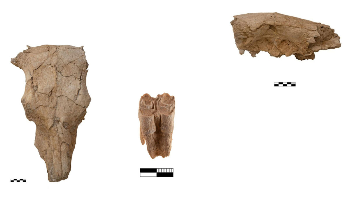 Ox skull that came to light during the 2019 excavation. (Image: AMNA/ Petras Excavation Archives)