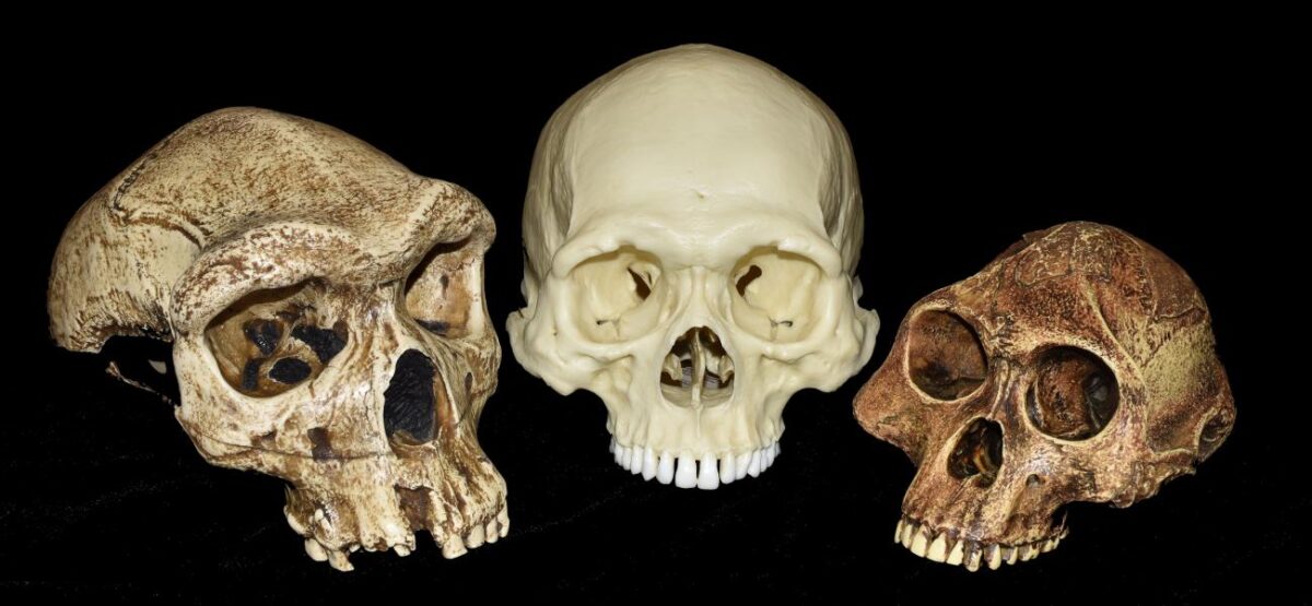 Skulls of hominids. Image source: CENIAH