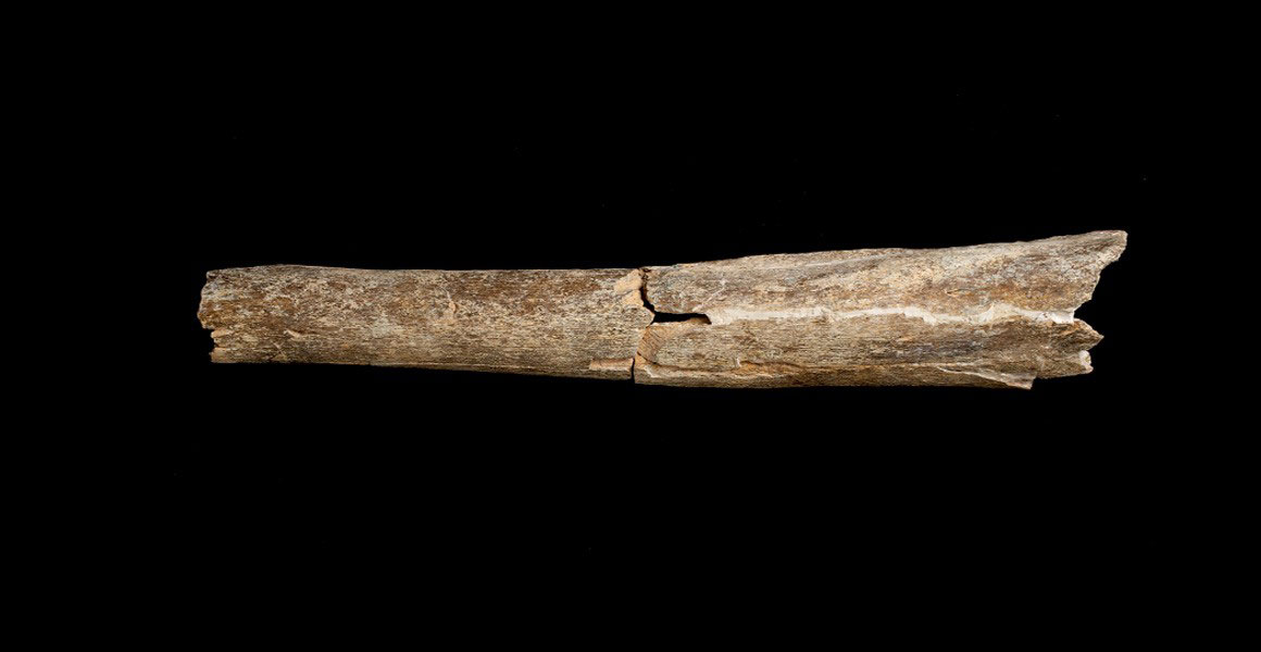 Part of the tibia of an early human believed to be Homo heidelbergensis discovered at the Boxgrove archaeological site in West Sussex. Image © The Trustees of the Natural History Museum, London