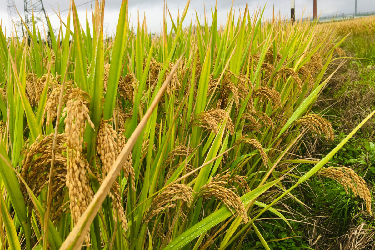 Rice plants near the Shangshan site in the Lower Yangtze River Valley in China. (Photo by Jiajing Wang)
