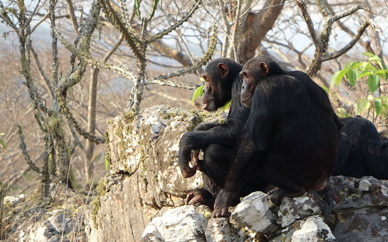Researchers from UCL, the University of Kent, and Duke University, USA, explored the behaviours of wild chimpanzees - our closest living relative - living in the Issa Valley of western Tanzania, within the region of the East African Rift Valley.