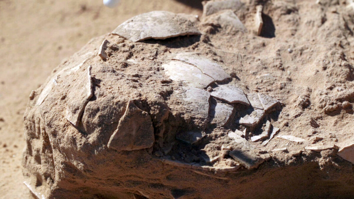 The ostrich eggs were crushed but well-preserved, although they were uncovered in the surface layer.