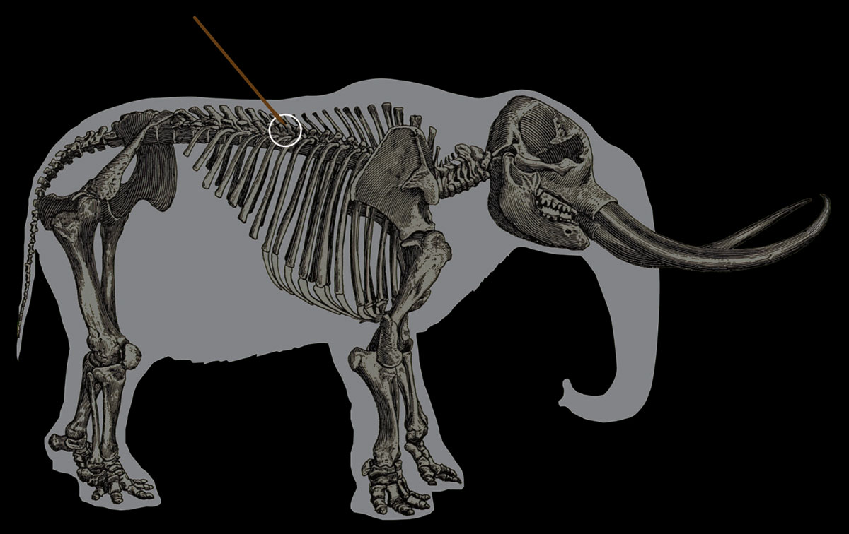 A mastodon with an arrow pointing to the trajectory of the spear. Image credit: Center for the Study of the First Americans, Texas A&M University.