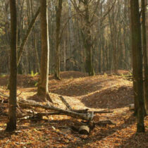The Białowieża Forest no longer an archaeological ‘blank spot’
