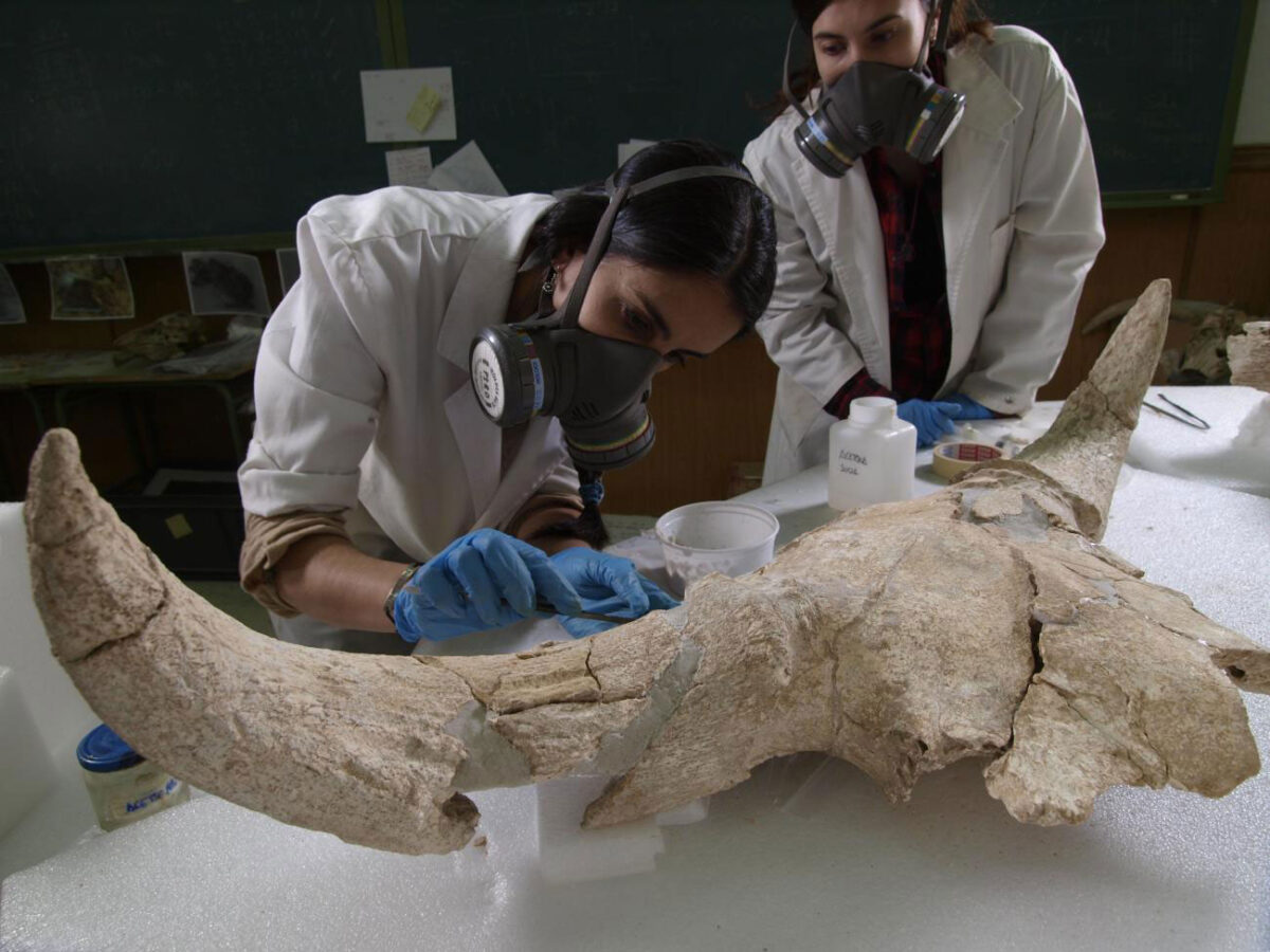 Moment in the restoration laboratory of one of the skulls from Cueva-Des-Cubierta./Javier Trueba