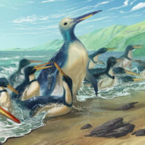 The largest penguin that ever lived