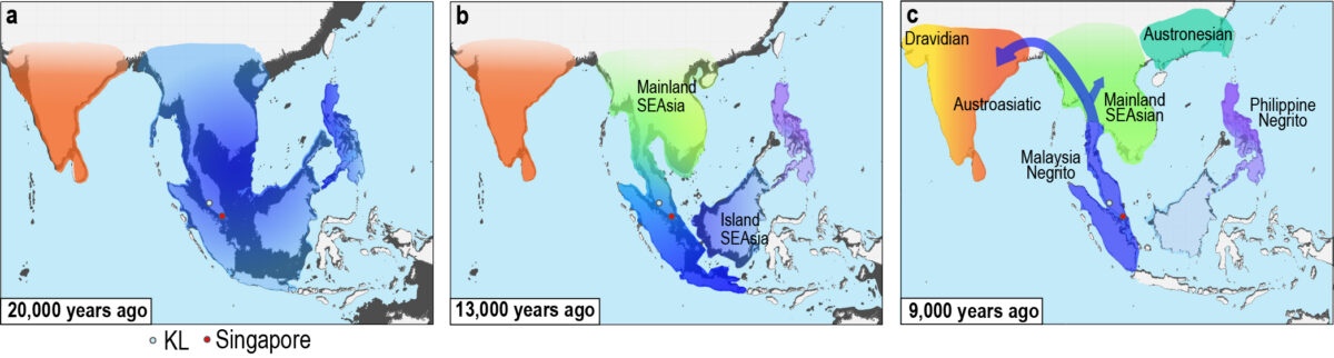 Figure a: A paleogeographic map of South Asia and The Sundaland in Southeast Asia over 20,000 years ago. These lands were occupied by their respective earliest settlers.

Figure b: Rising sea level flooded The Sundaland, reduced the land area and caused land splits into smaller islands, influencing multiple population dispersal and population surge, especially in the Island Southeast Asian region.

Figure c: Overpopulation in the Island Southeast Asian region drove the Malaysian Indigenous group (Malaysia Negrito, or commonly known as ‘Orang Asli’) to migrate back northwards, towards Mainland Southeast Asia and South Asia.
