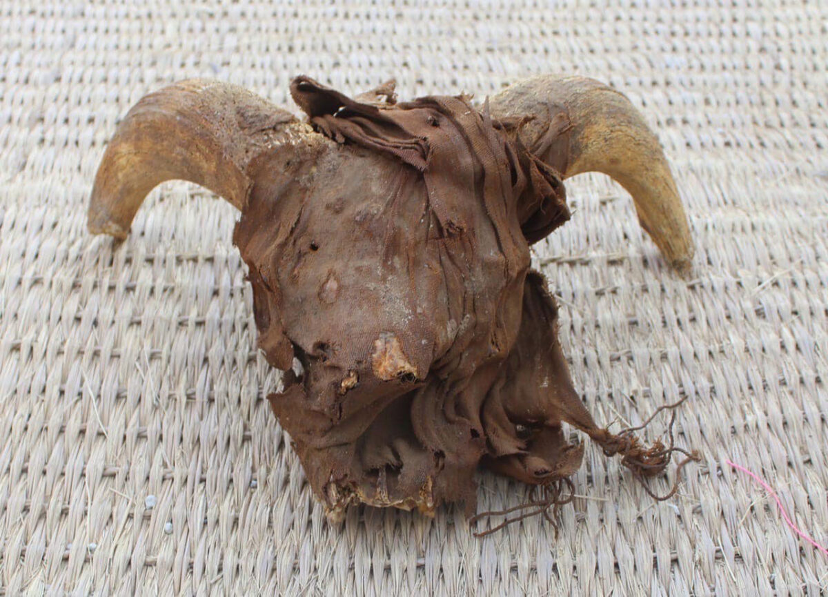 Ram's head found at Abydos. Source: MoTA Egypt.