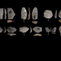Surprising similarities in stone tools of early humans and monkeys