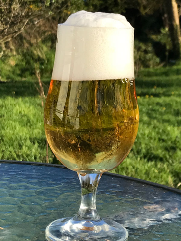 Pilsner-style lager. Credit: John Morrissey/ FEMS Yeast Research