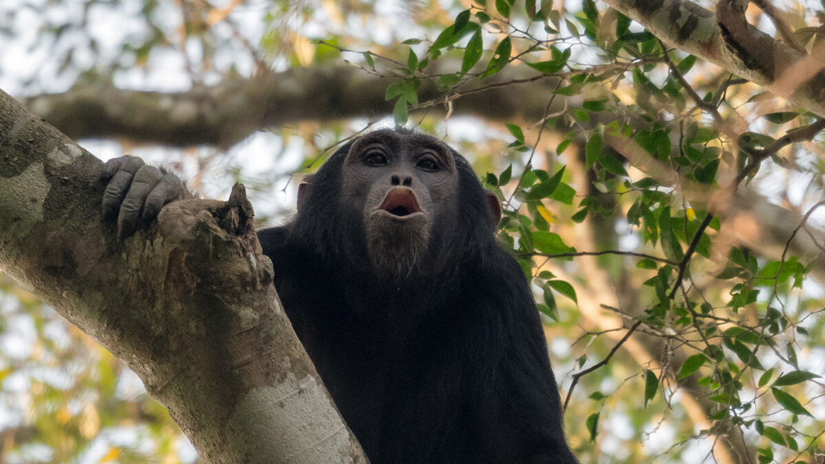 Chimpanzees, our closest-living relative, are known to produce a number of different vocalizations to manage their social and ecological lives and, under some circumstances, combine these calls into larger sequences. Image: © Adrian Soldati.