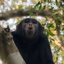 Chimpanzees combine calls to communicate new meaning