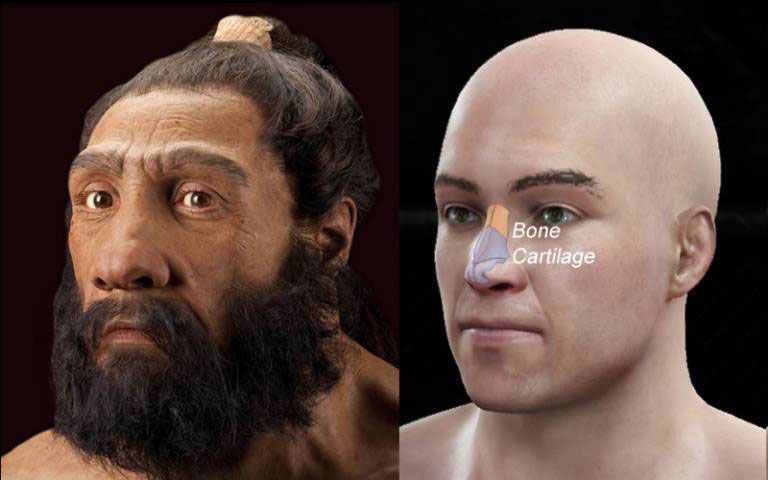 The new Communications Biology study finds that a particular gene, which leads to a taller nose (from top to bottom), may have been the product of natural selection as ancient humans adapted to colder climates after leaving Africa.
