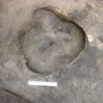 300,000-year-old snapshot: Oldest human footprints from Germany found