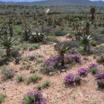 South Africa’s desert-like interior more inviting to our human ancestors?