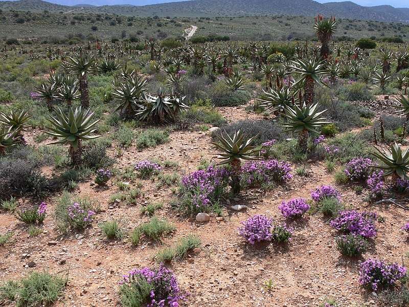 Flowering Karoo in Spring, near Willowmore, Eastern Cape, Southafrica. Author: Winfried Bruenken (Amrum). This file is licensed under the Creative Commons Attribution-Share Alike 2.5 Generic license.