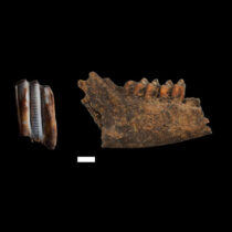 Specialization in sheep farming in early Neolithic communities