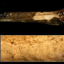 Humans butchered and ate each other 1.45 million years ago