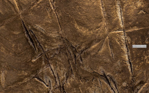 A close-up photo of lines carved into stone on cave walls near H. naledi burial sites. Universitz of Wisconsin–Madison