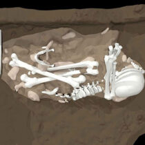 Evidence of intentional burial, cave engravings by early human ancestor