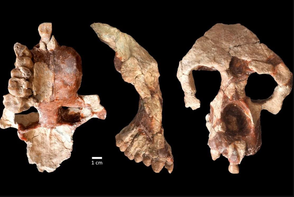 Ancient ape from Türkiye challenges the story of human origins
