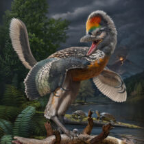 Chinese paleontologists find new fossil link in bird evolution