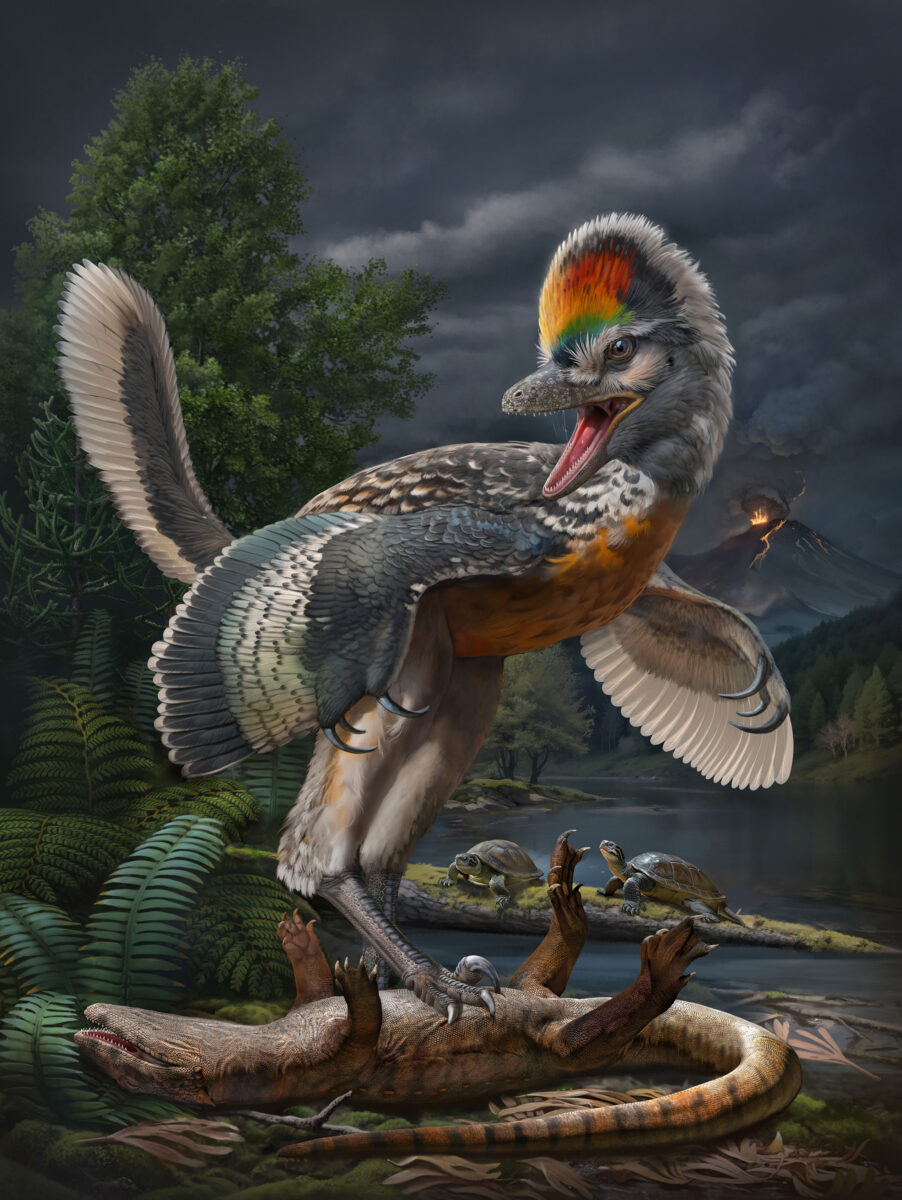 Chinese paleontologists find new fossil link in bird evolution