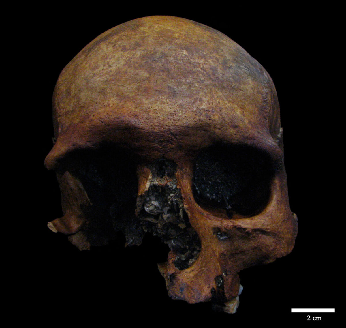 The cranium was discovered during a caving expedition to the Sima de Marcenejas, in Lastras de Teza (Burgos), thanks to the collaboration of the caving groups Gaem, Takomano, Geoda, Flash, and A.E.Get, which played a fundamental role in its recovery. 