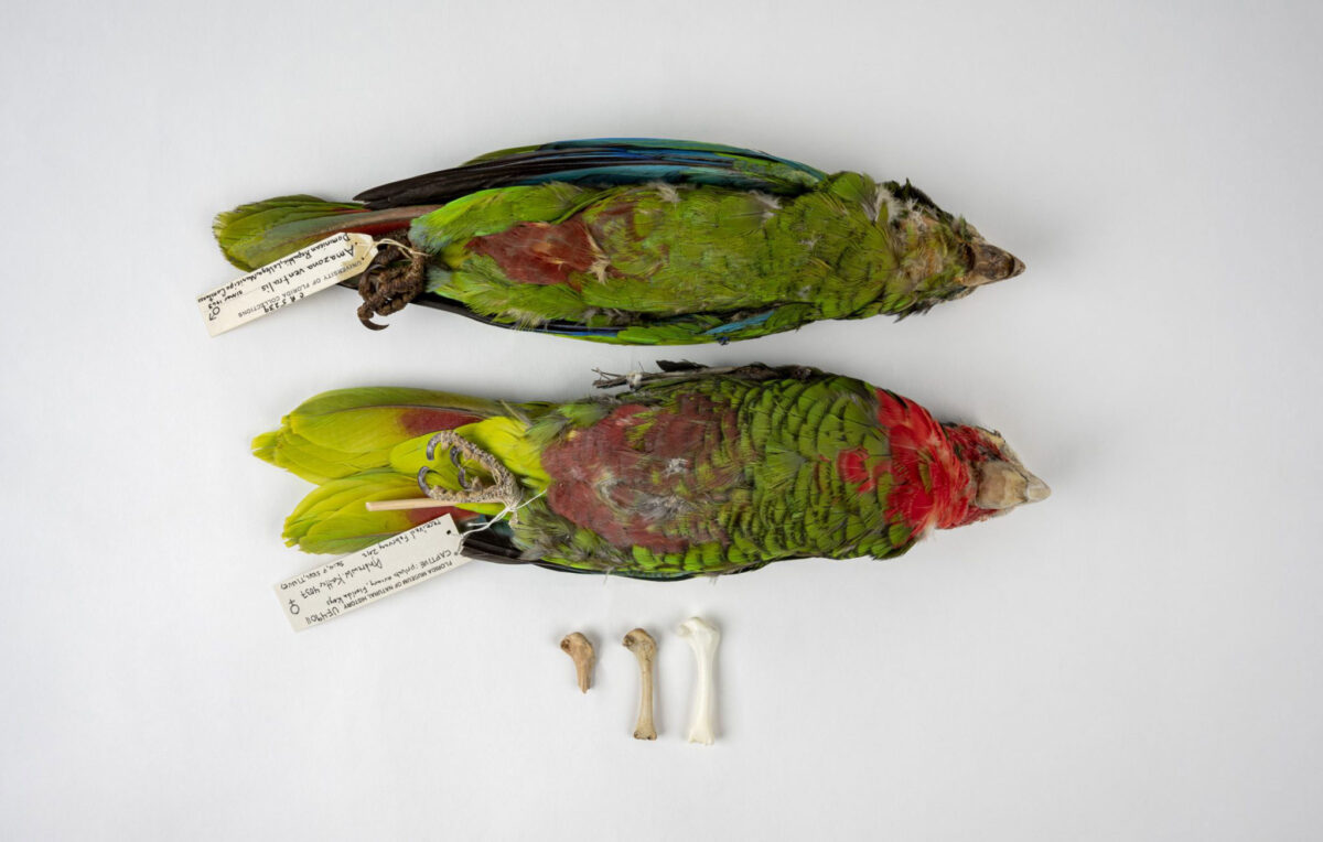 Amazona parrots diversified in the Caribbean Islands for millions of years prior to the arrival of humans. FLORIDA MUSEUM PHOTO BY KRISTEN GRACE