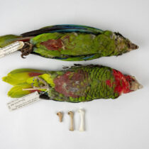 Caribbean parrots thought to be endemic are actually relicts of millennial-scale extinction