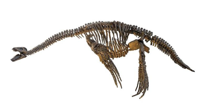 Plesiosaur skeleton. Credit: Adobe Stock
