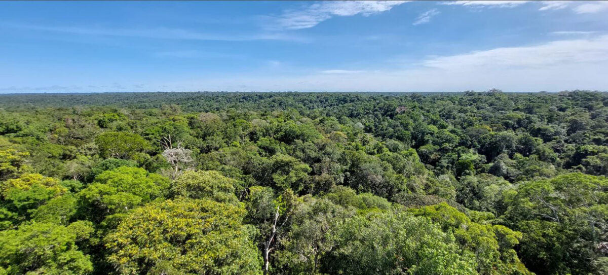 Forested landscape of Amazonia. © Hans ter Steege