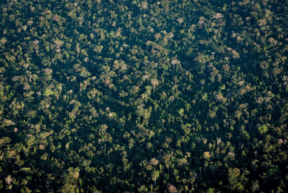 Forested landscape of Amazonia. © Diego Lourenço Gurgel