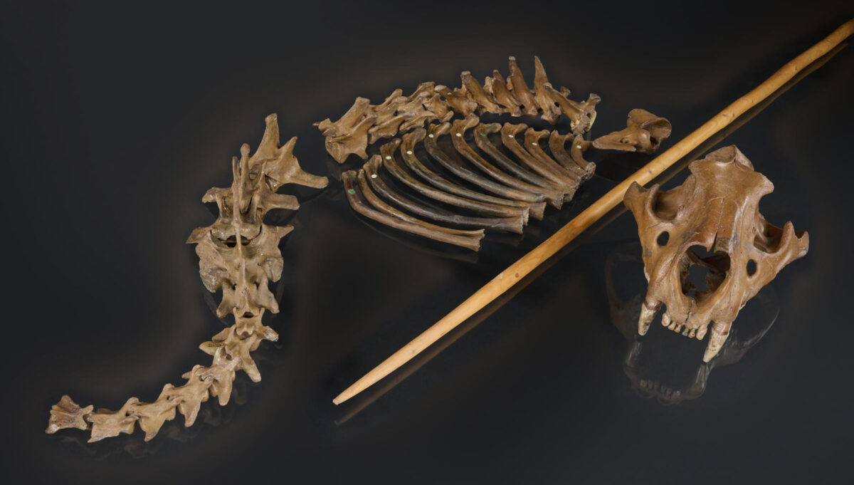 The cave lion skeleton from Siegsdorf (Bavaria, Germany) with a replica of the wooden spear which may have killed it. Neanderthals used such spears for hunting. Photo: Volker Minkus. ©NLD
