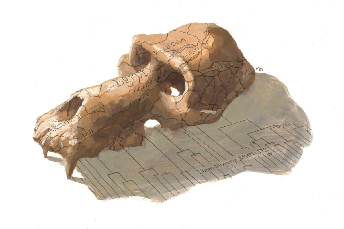 The first sequenced mitogenome of a mummified non-human primate connects an Egyptian ba-boon dated to ca. 800-540 BCE to modern baboon populations in Eritrea, Ethiopia and eastern Su-dan, providing evidence for Egyptian-Adulite trade centuries earlier than current archaeological evidence. Copyright: Illustration © 2023 by Mike Costelloe is licensed under CC BY-NC-ND 4.0.