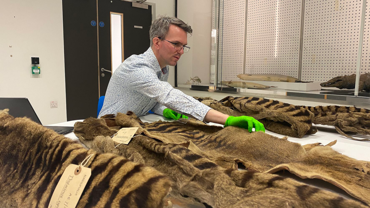 Jack Ashby with the University Museum of Zoology thylacine skins © University of Cambridge / Natalie Jones.
