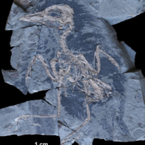 Bird fossils dating back millions of years found in Poland